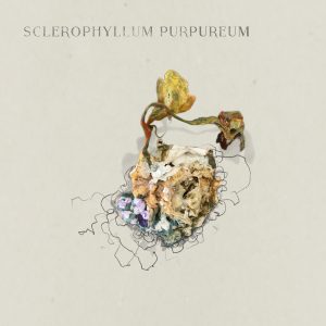 Sclerophyllum purpurea