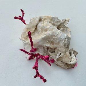 Coralium rubrum